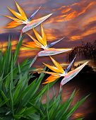 picture of paradise  - Image and illustration composition of bird of paradise flowers against a tropical sunset - JPG 