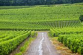 stock photo of france  - Vineyards in Champagne  - JPG 
