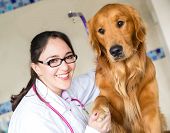 picture of handshake  - Cute dog handshaking with his paw at the vet - JPG 