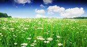 foto of blue sky  - Flower field and blue sky with clouds - JPG 