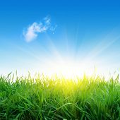 stock photo of blue sky  - Green grass - JPG 