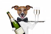 picture of animals  - dog toasting new years eve with tray - JPG 