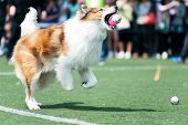 stock photo of bites  - Collie dog running and biting a ball on the playground - JPG 