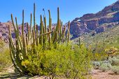 picture of organ  - Organ Pipe Cactus and Saguaros in Organ Pipe Cactus National Monument - JPG 
