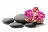 picture of stability  - stones and orchid on the white background - JPG 