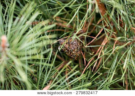 Poster: Wasp Nest With Wasps The